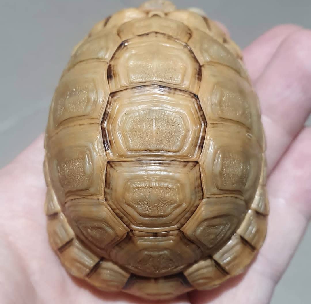Egyptian Tortoise For Sale