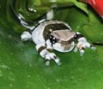 Amazon Milk Frog For Sale