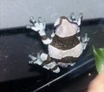 Amazon Milk Frog For Sale