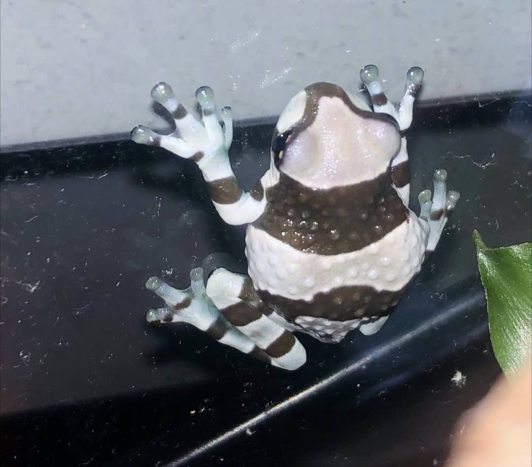Amazon Milk Frog For Sale