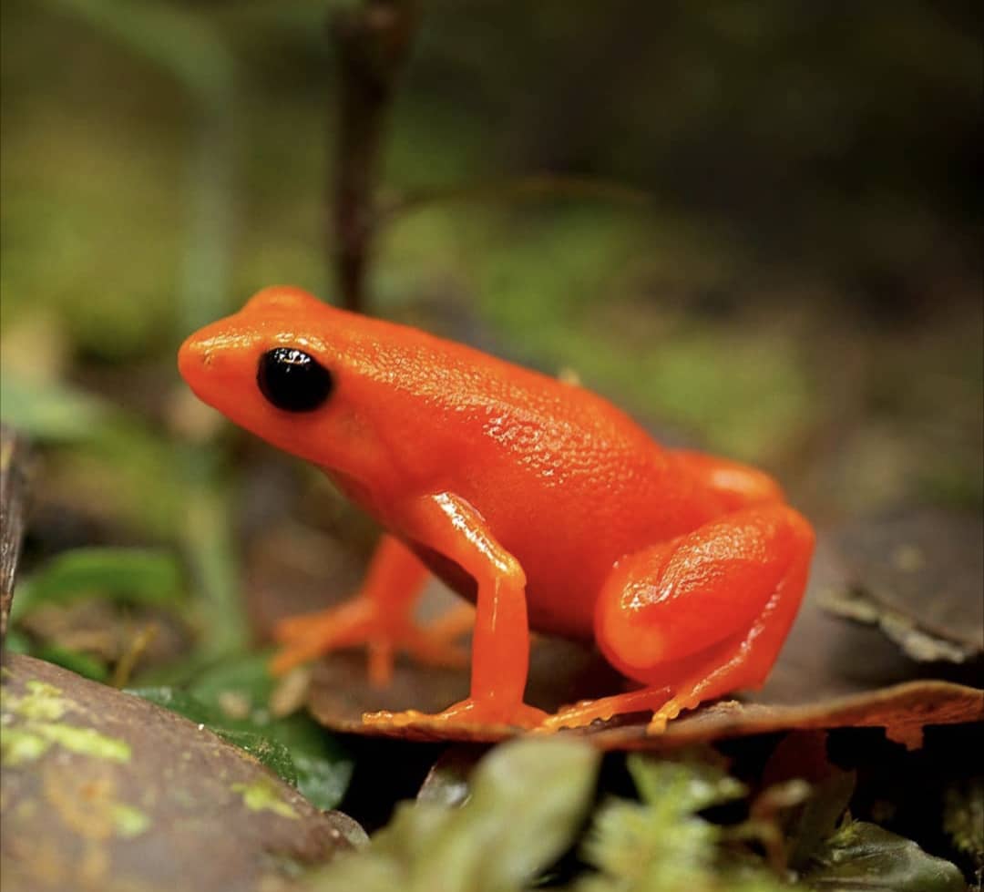 Golden Mantella Frog (ADULT)