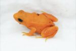 Golden Mantella Frog
