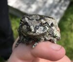 Gray Tree Frog For Sale