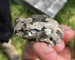 Gray Tree Frog For Sale