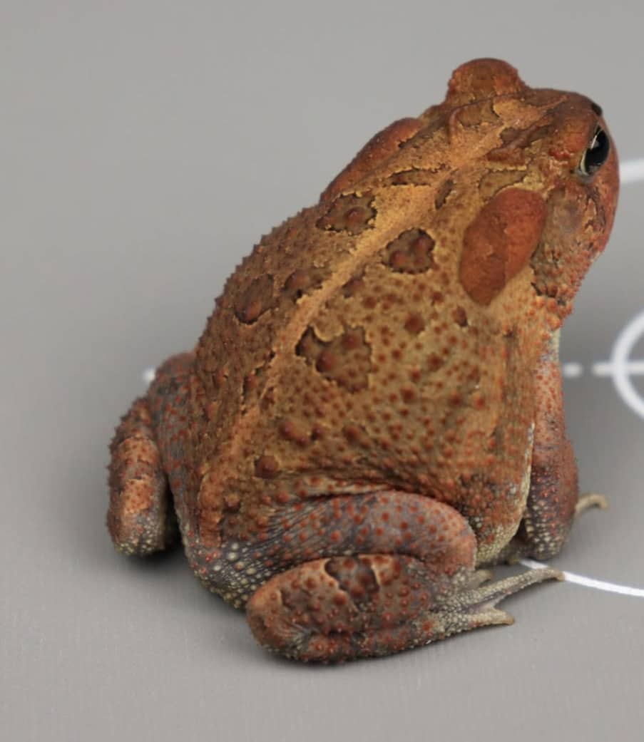 Southern Toad For Sale