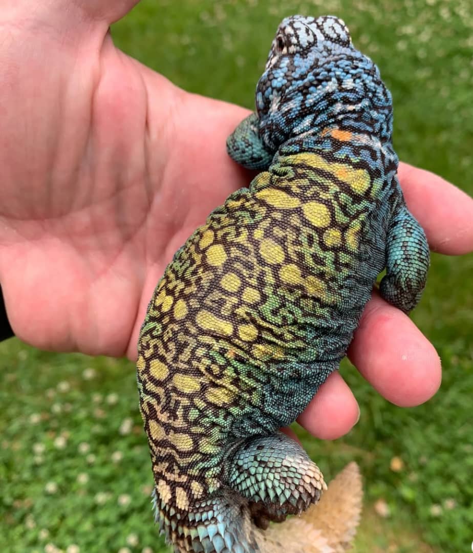 Arabian Blue Uromastyx For Sale (ADULT)