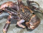 Coconut Crab For Sale