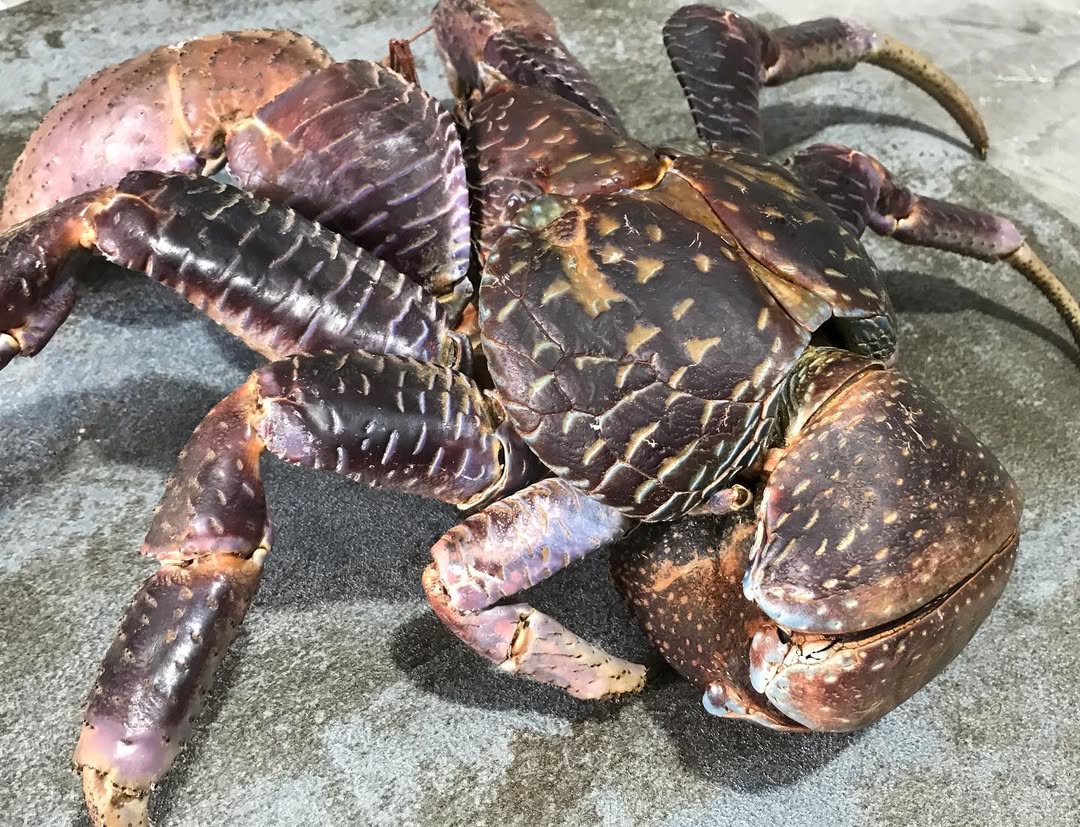 Coconut Crab For Sale