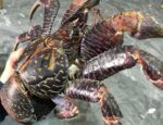 Coconut Crab For Sale