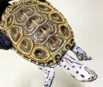 Concentric Diamondback Terrapin For Sale