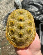 Concentric Diamondback Terrapin For Sale