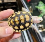 Ornate Diamondback Terrapin For Sale