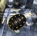 Ornate Diamondback Terrapin For Sale