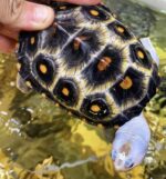 Ornate Diamondback Terrapin For Sale