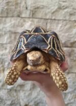 Burmese Star Tortoise For Sale