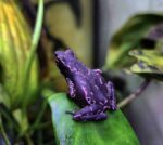 Purple Harlequin Toad For Sale