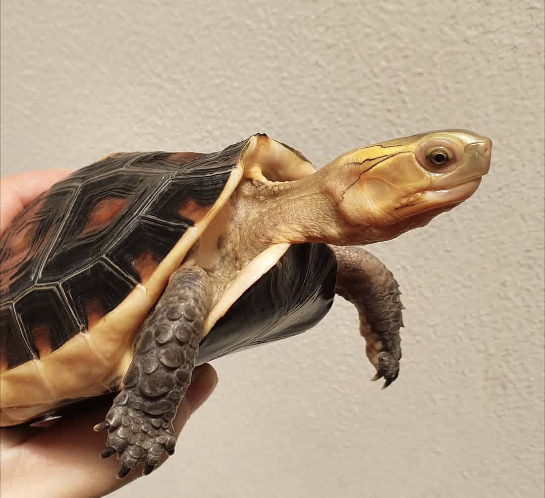 Chinese Box Turtle For Sale