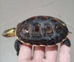 Chinese Box Turtle For Sale