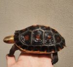 Chinese Box Turtle For Sale