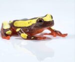 Clown Tree Frog For Sale