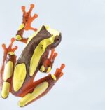 Clown Tree Frog For Sale