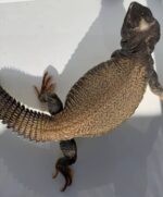 Mali Uromastyx For Sale
