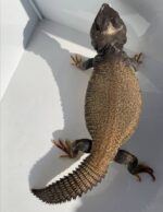 Mali Uromastyx For Sale