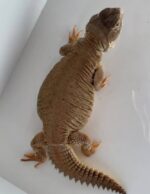 Mali Uromastyx For Sale