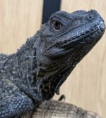 Black Sailfin Dragon For Sale