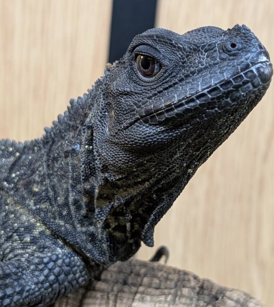 Black Sailfin Dragon For Sale