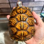 Eastern Box Turtle For Sale