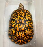 Eastern Box Turtle For Sale