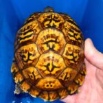 Eastern Box Turtle For Sale