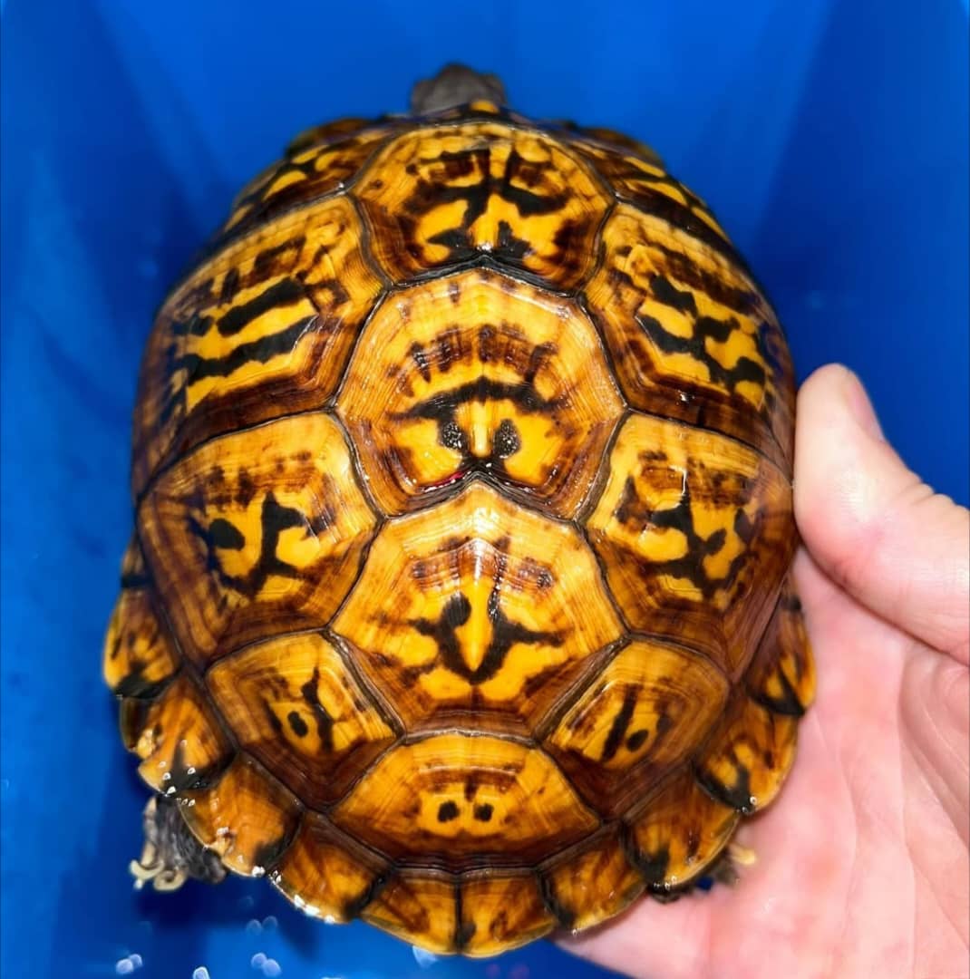 Eastern Box Turtle For Sale