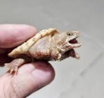 Albino Common Snapping Turtle For Sale
