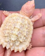 Albino Common Snapping Turtle For Sale
