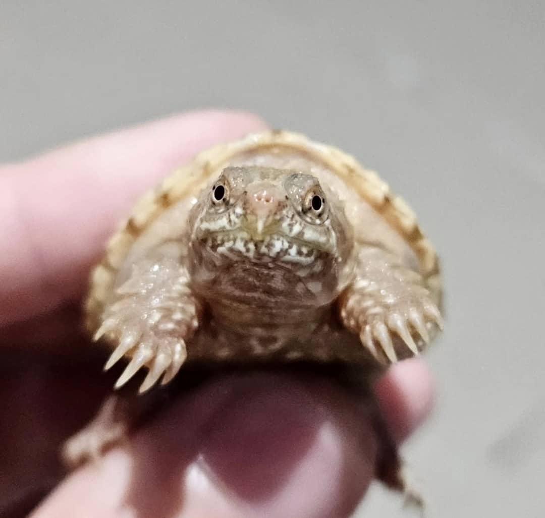 Albino Common Snapping Turtle For Sale