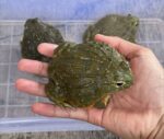 African Bullfrog For Sale