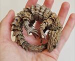 Armadillo Girdled Lizard For Sale
