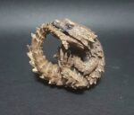 Armadillo Girdled Lizard For Sale