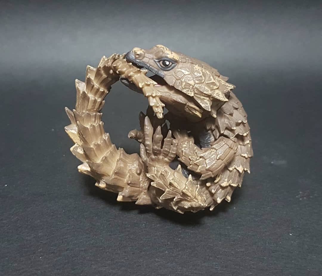 Armadillo Girdled Lizard For Sale