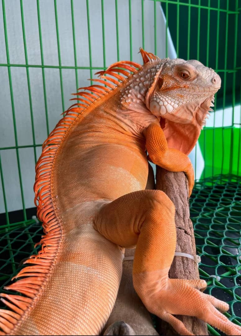 Red Iguana For Sale