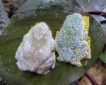 Baby Fringed Leaf Frog For Sale