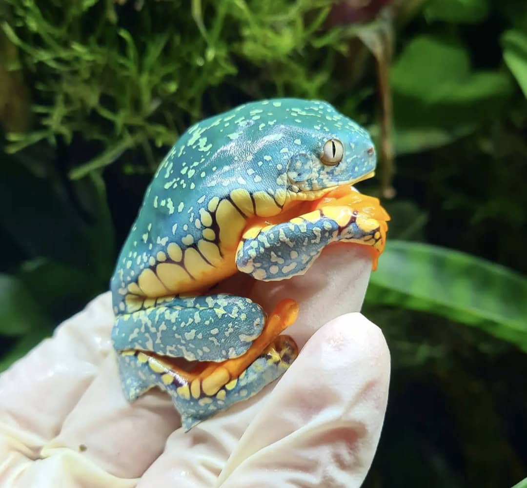 Baby Fringed Leaf Frog For Sale