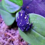 Bumblebee Toad For Sale