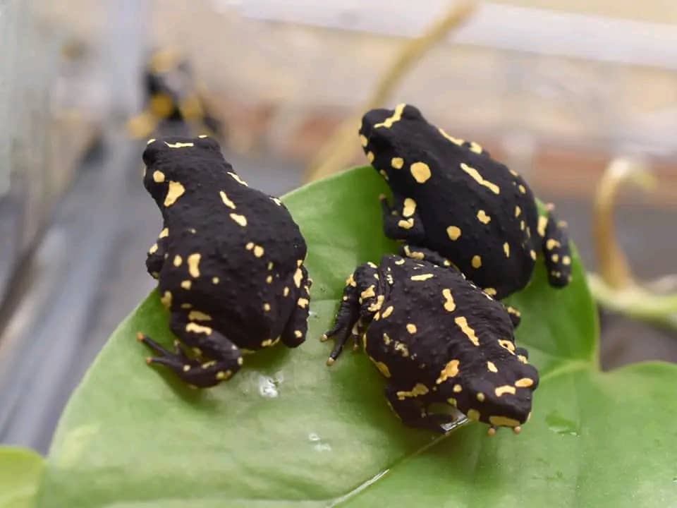 Bumblebee Toad For Sale