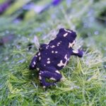 Bumblebee Toad For Sale