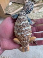Rainbow Uromastyx For Sale