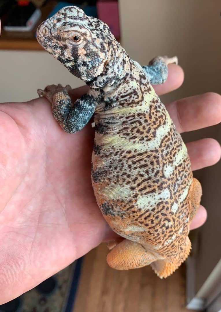 Rainbow Uromastyx For Sale (ADULT)