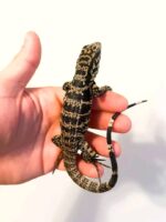 Colombian Gold Tegu For Sale